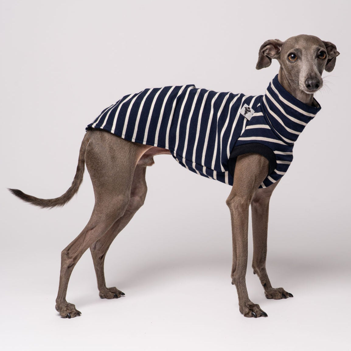 Italienisches Windspiel Shirt Baumwolle