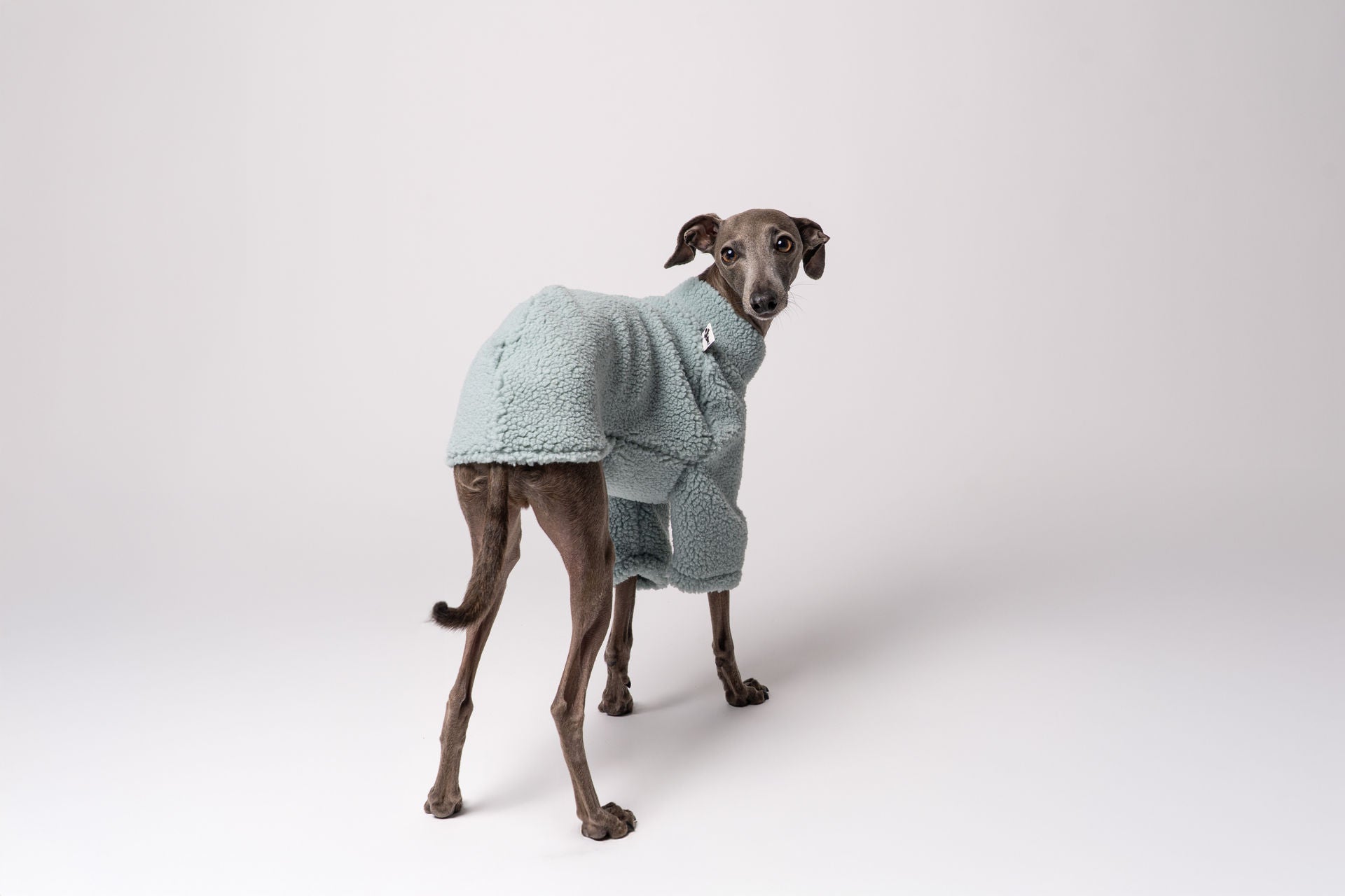 Italienisches Windspiel Teddy Pullover