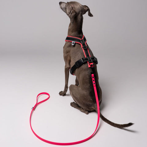 Sommerleine für kleine Hunde in Neon Pink
