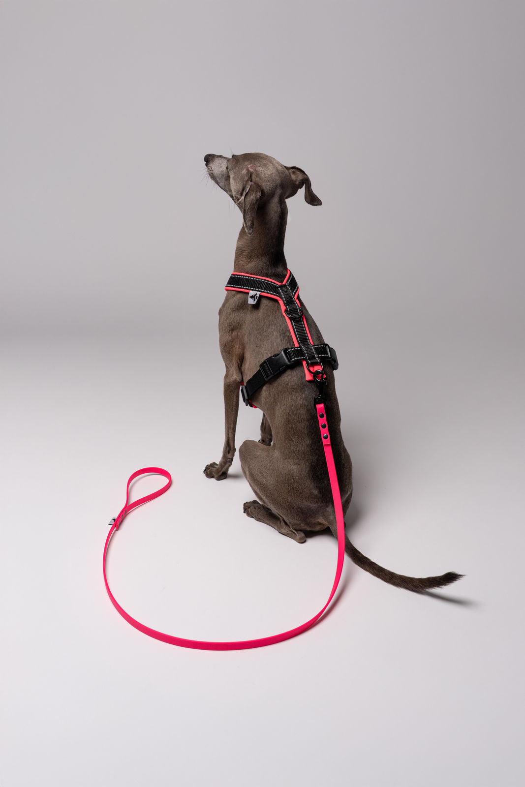 RAINLEASH Slim Neon Pink