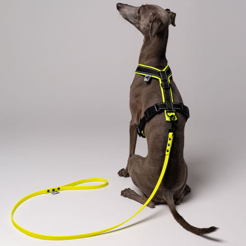 Sommerleine für kleine Hunde in Neon Yellow