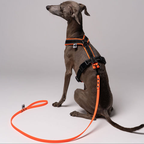 Sommerleine für kleine Hunde in Neon Orange