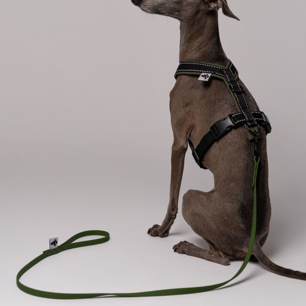Sommerleine für kleine Hunde in Dark Olive