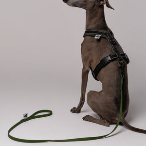 Sommerleine für kleine Hunde in Dark Olive