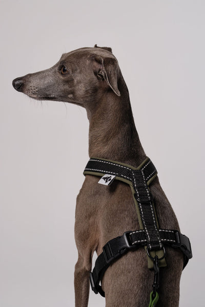 Sommerleine für kleine Hunde in Dark Olive