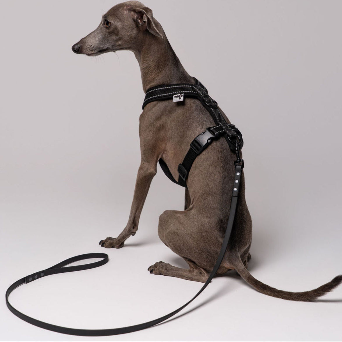 Sommerleine für kleine Hunde in Schwarz