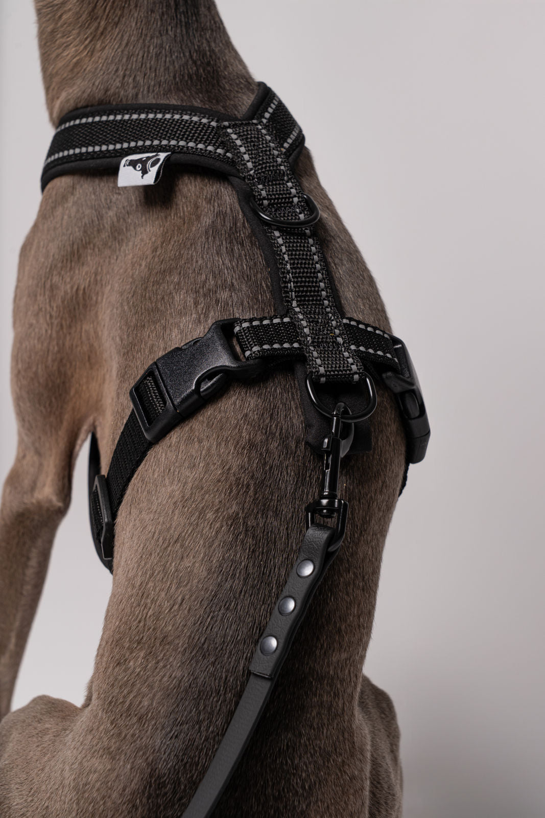 RAINLEASH Slim Schwarz