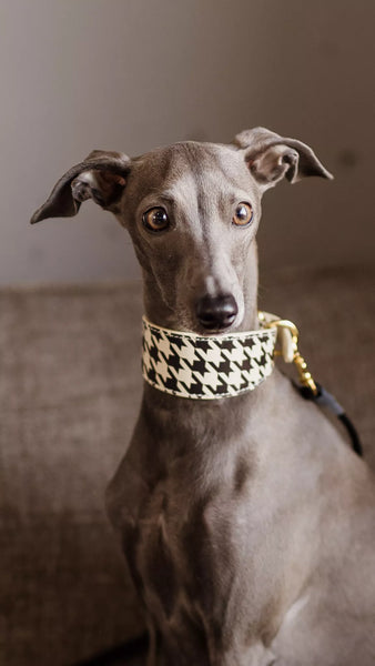 Beige Houndstooth Collar greyhound collar