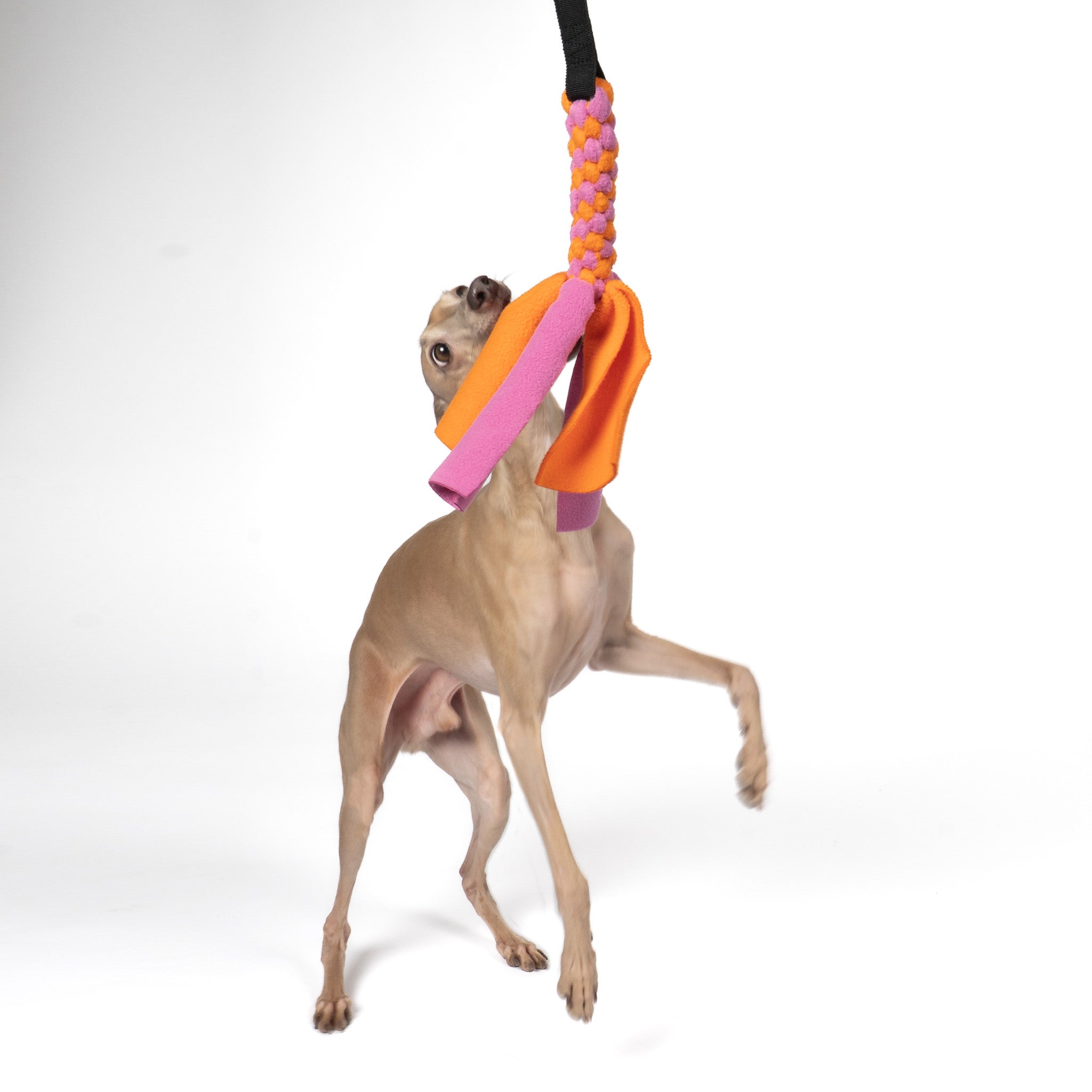 Bungee-Tau Bubblegum / Orange