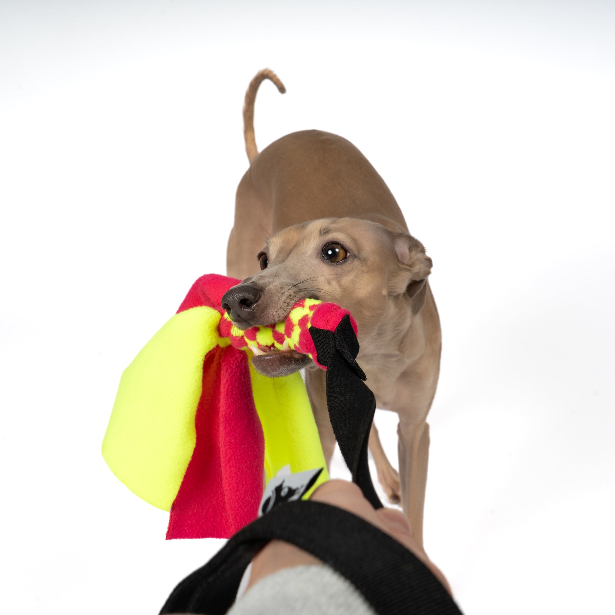 Bungee-Tau Magenta / Neon Yellow