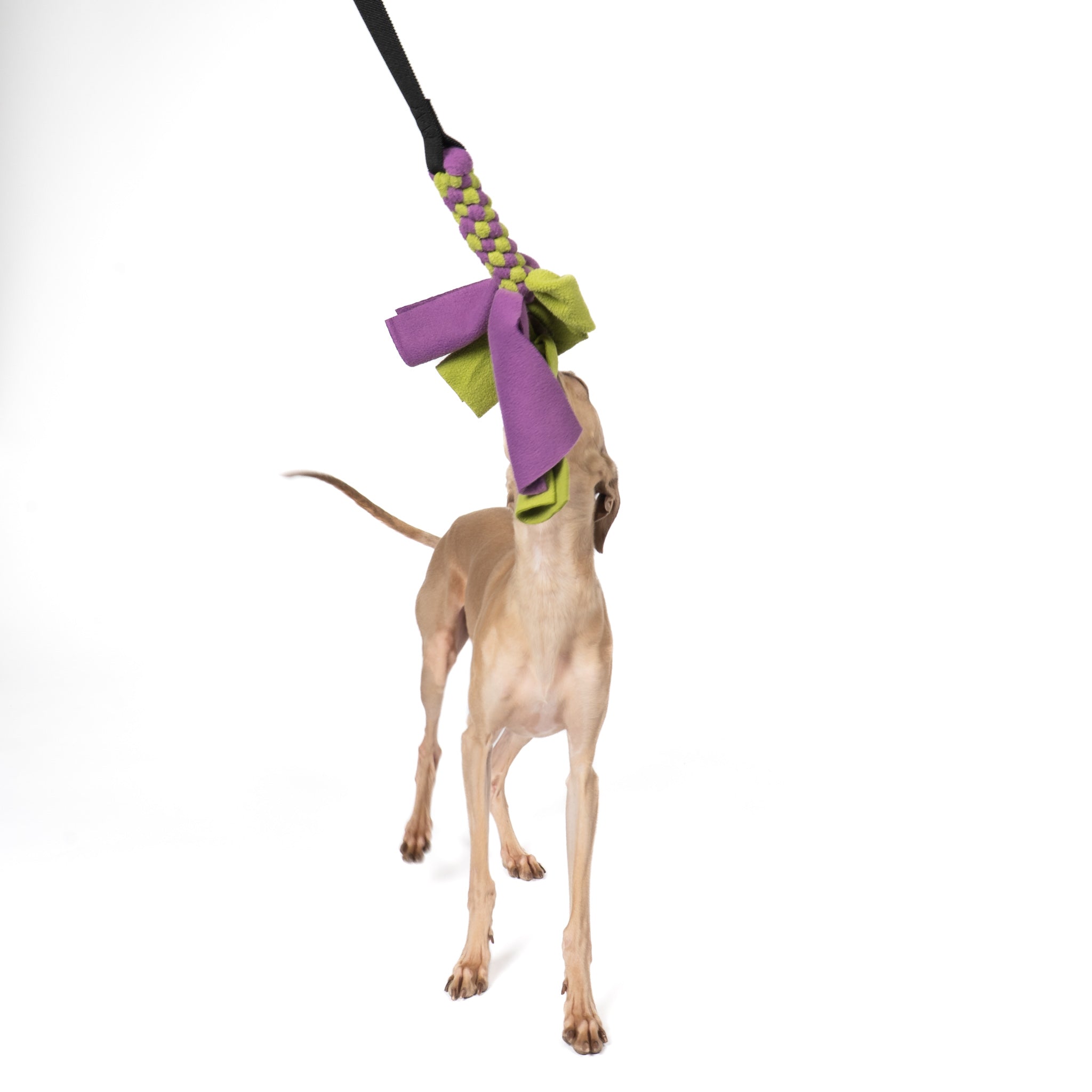 Bungee-Tau Violet / Light Green