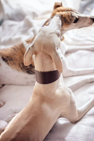 Coffee Brown Collar greyhound collar