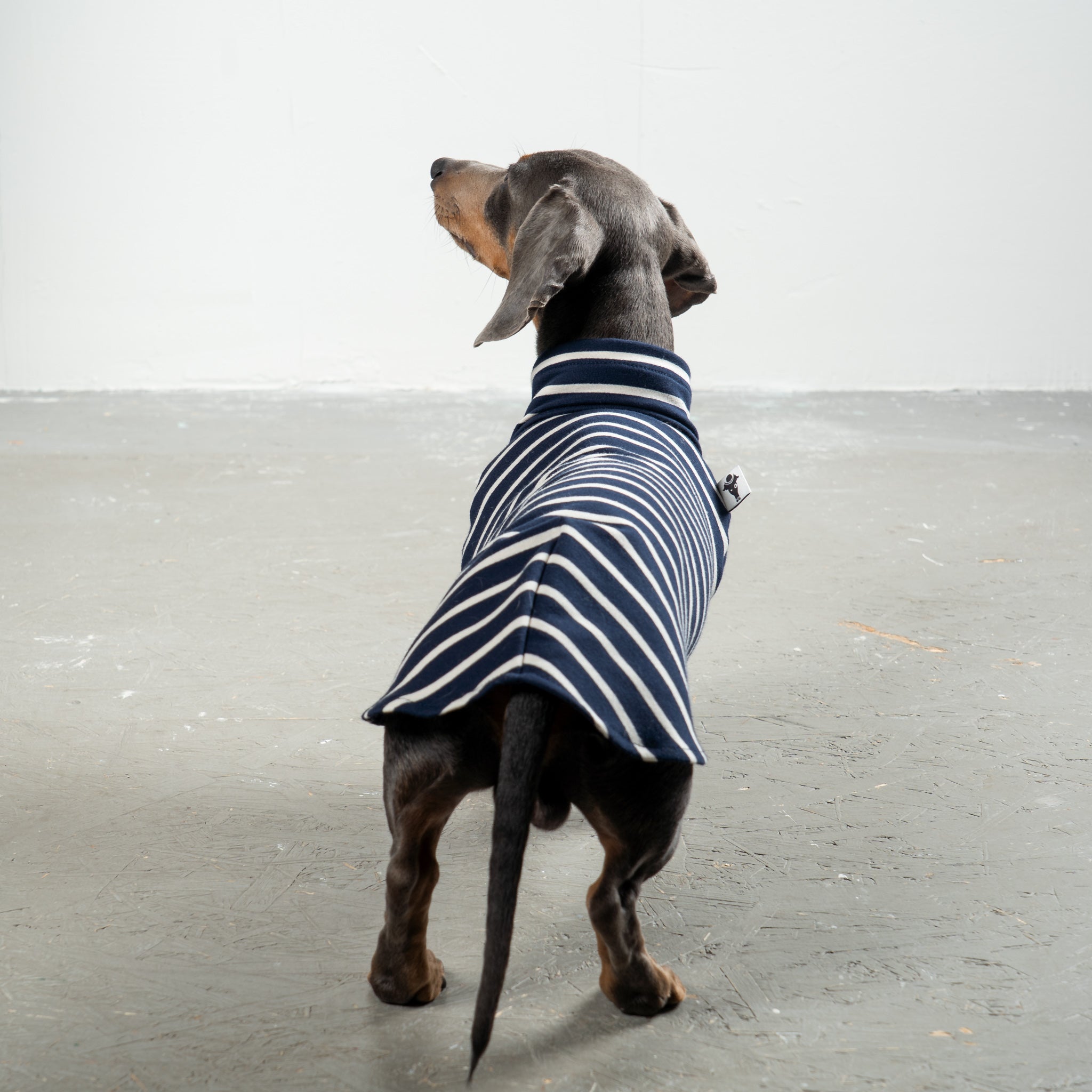 COTTON SHIRT 2.0 for Dachshunds in Navy 