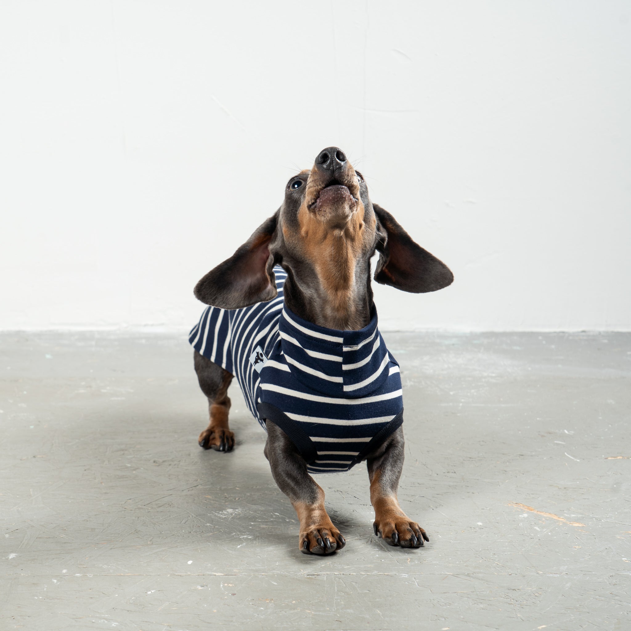 COTTON SHIRT 2.0 for Dachshunds in Navy 