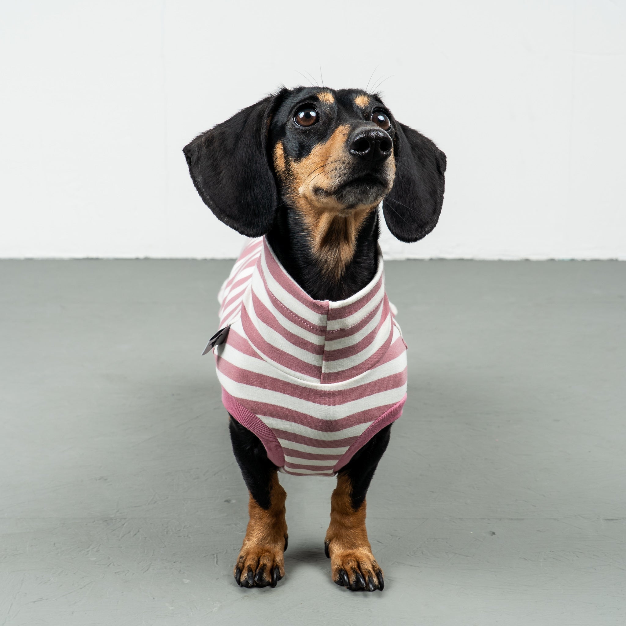 COTTON SHIRT Dackel Pink Stripes