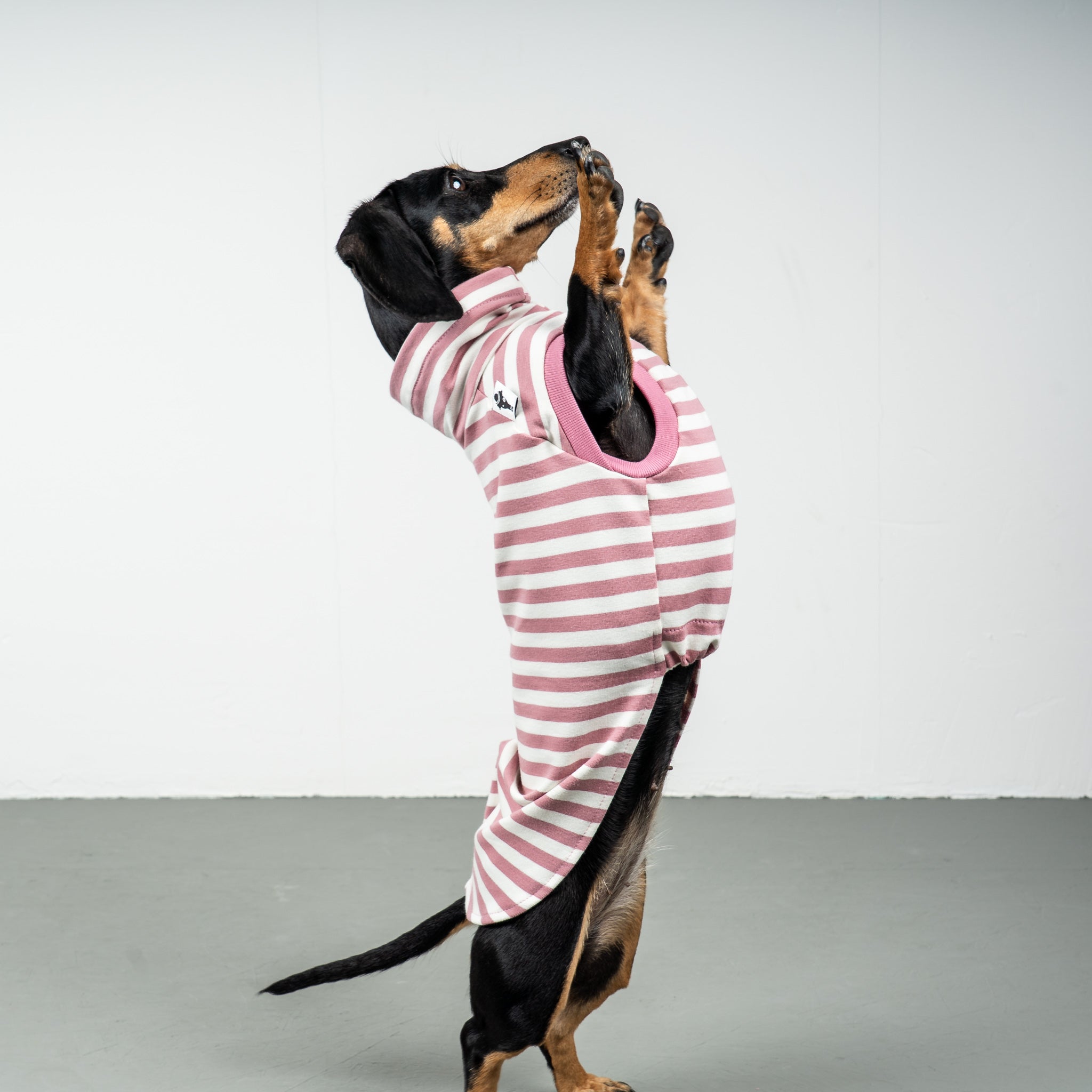 COTTON SHIRT Dackel Pink Stripes