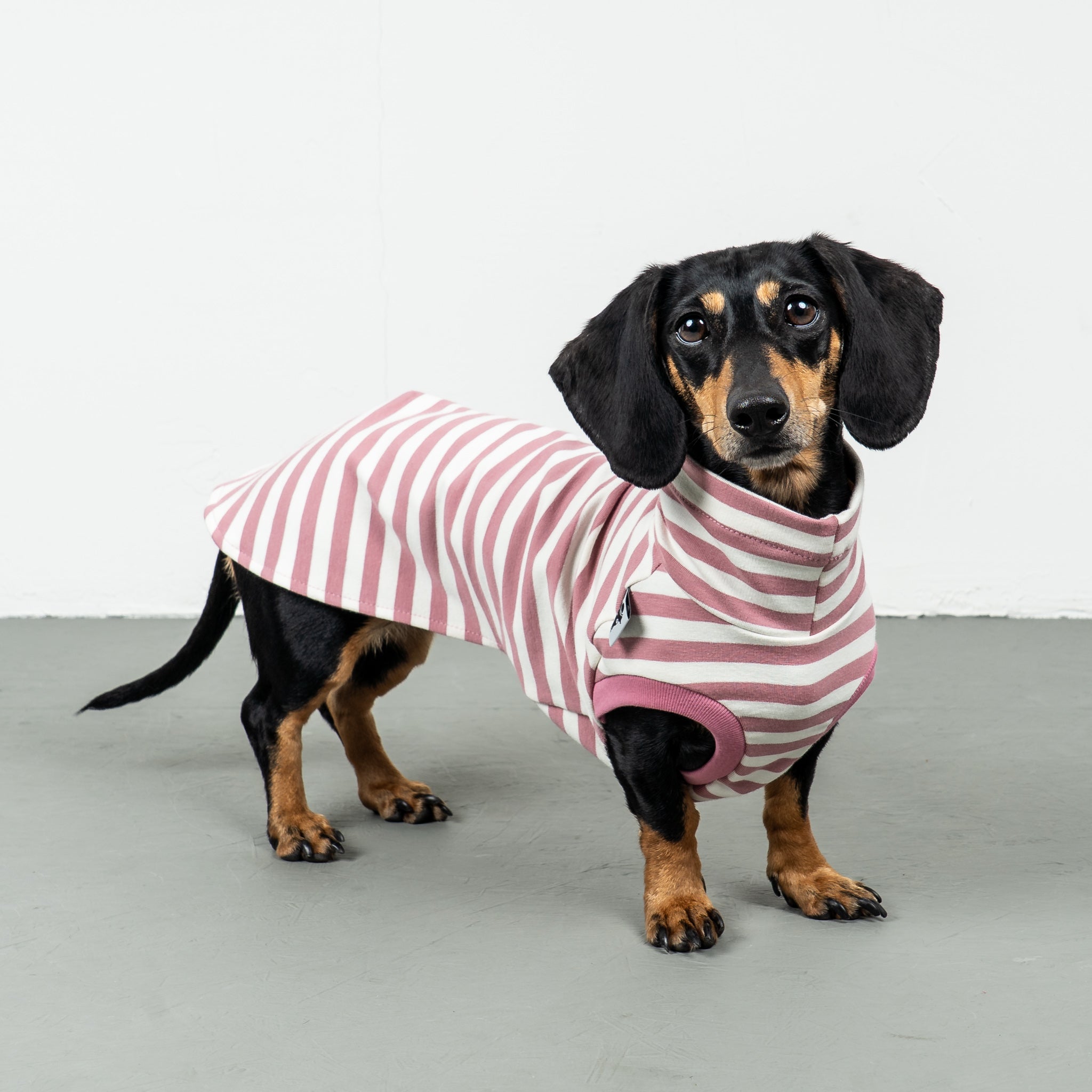 COTTON SHIRT Dackel Pink Stripes