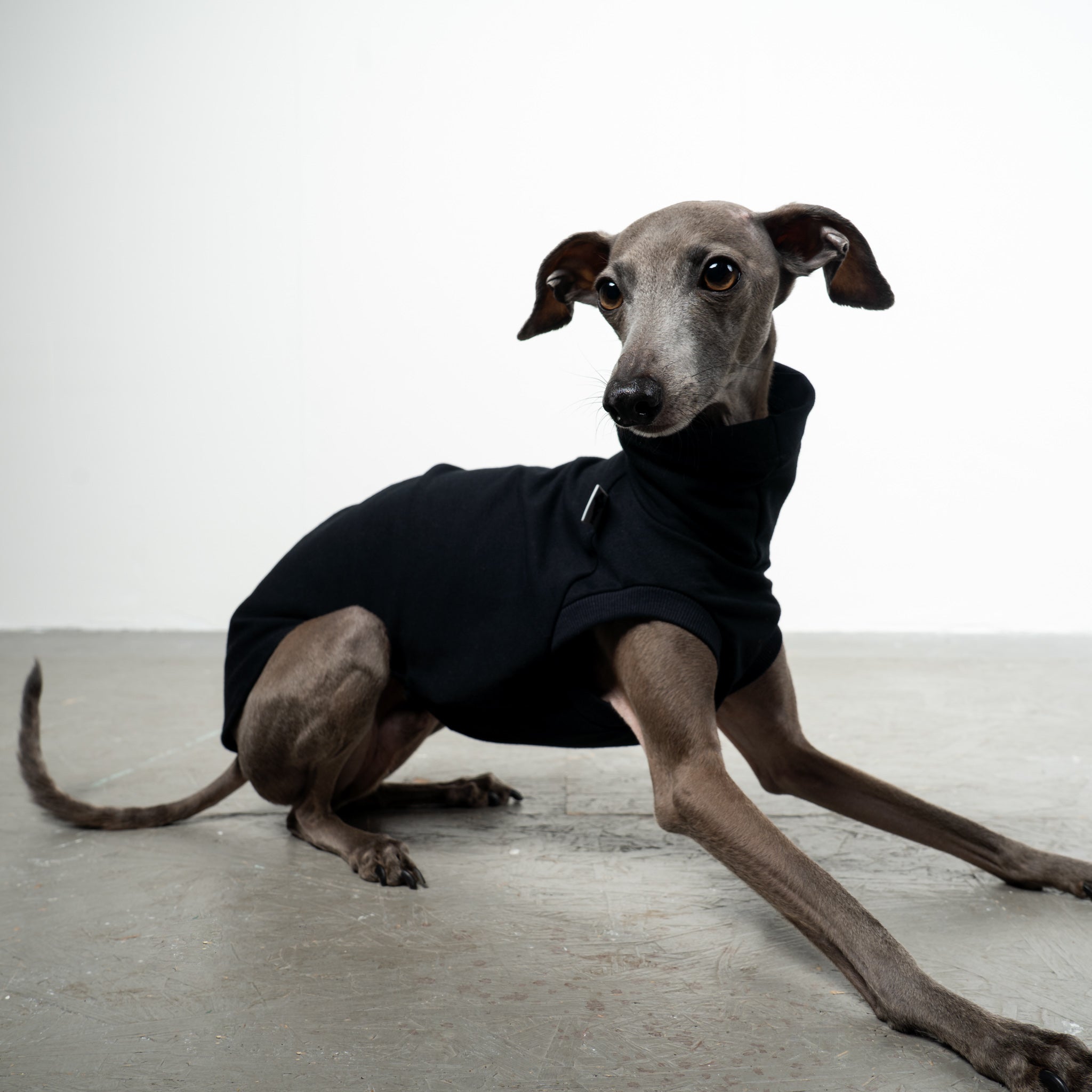 COTTON SHIRT Iggy Black