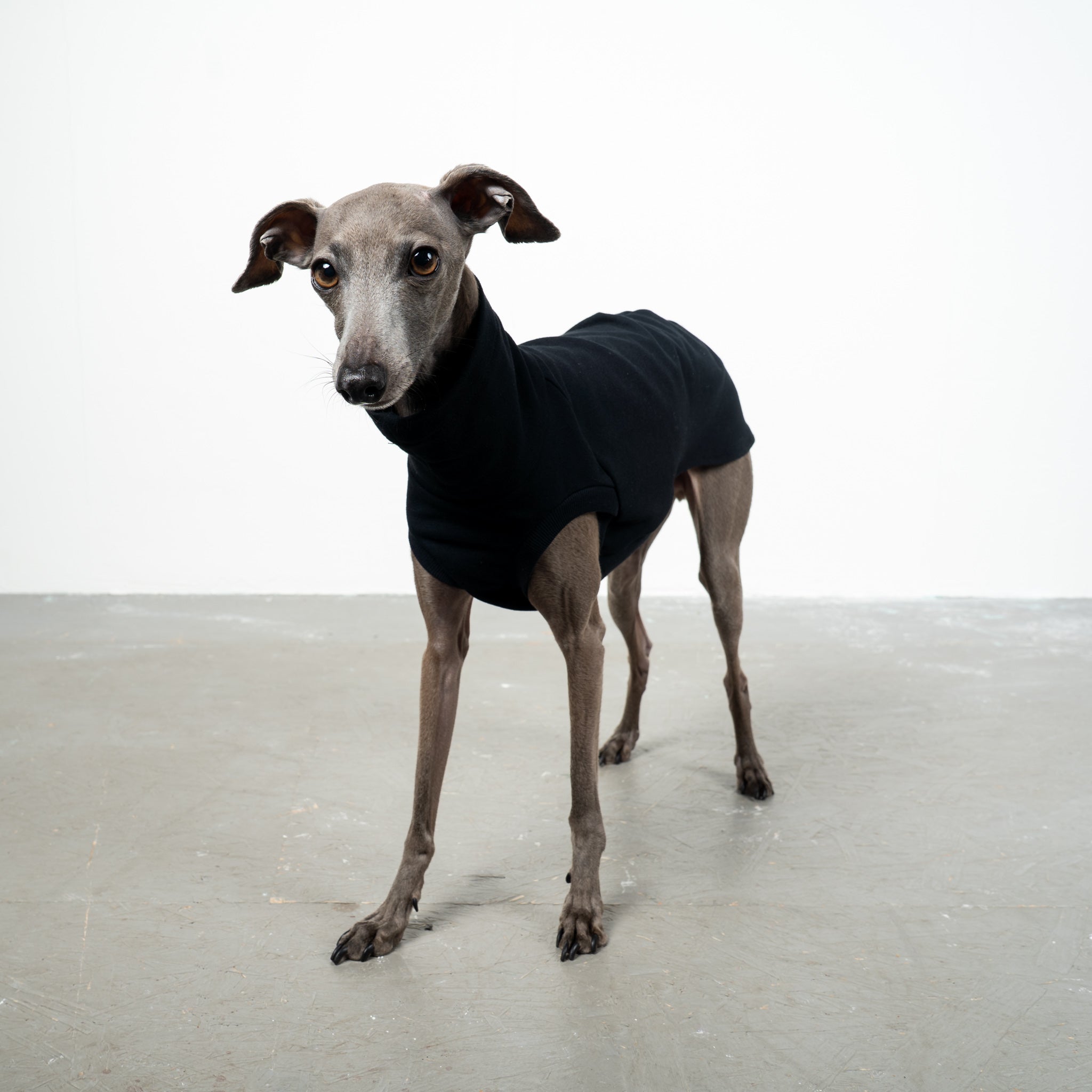 COTTON SHIRT Iggy Black