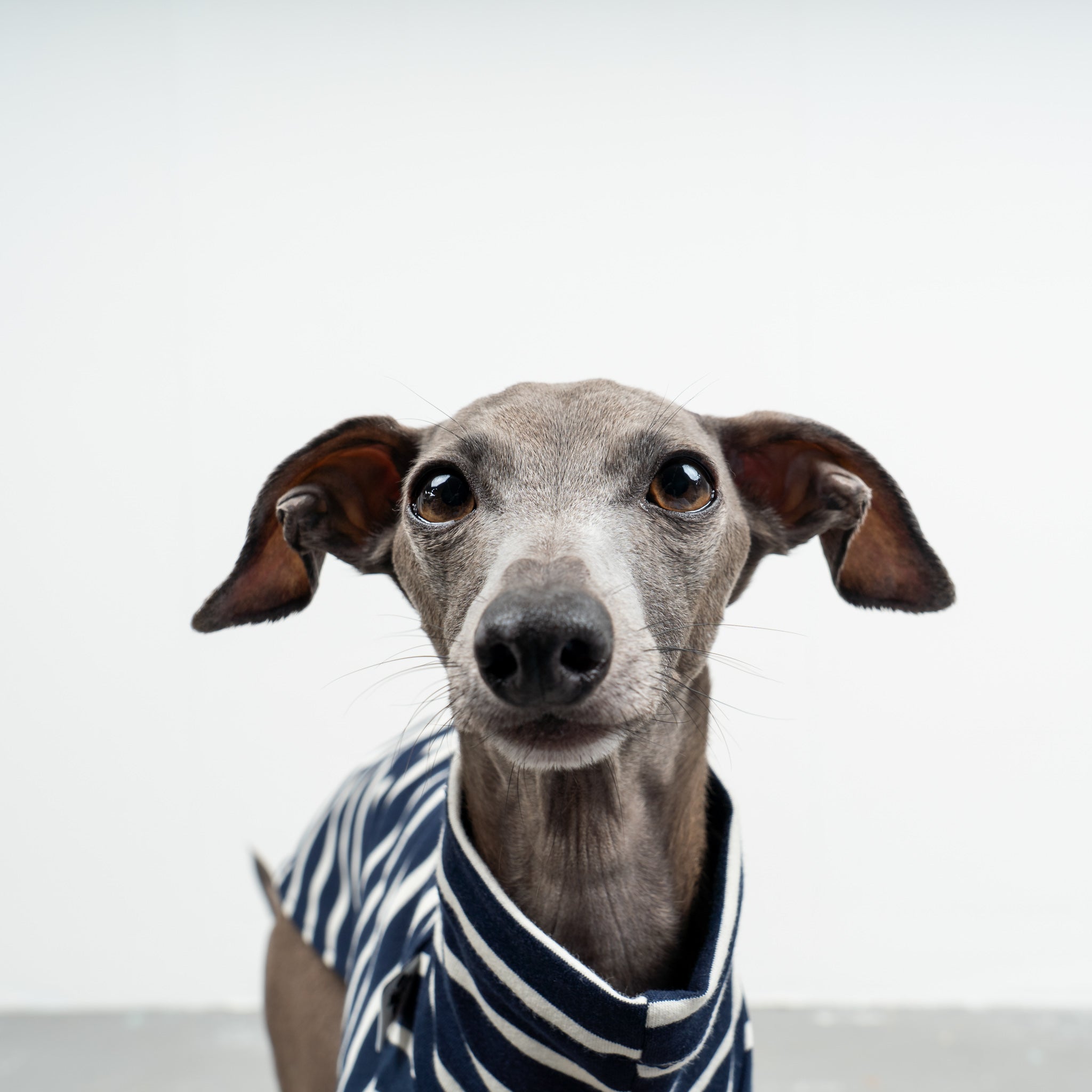COTTON SHIRT Iggy Navy