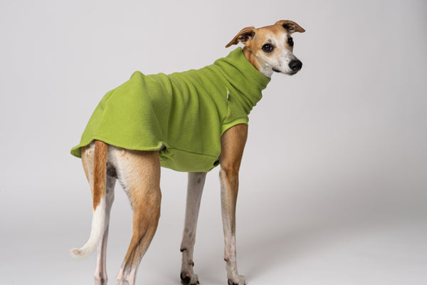 LONG SHIRT 2.0 für Whippet, Windsprite, Podenco, Galgo in Light Green