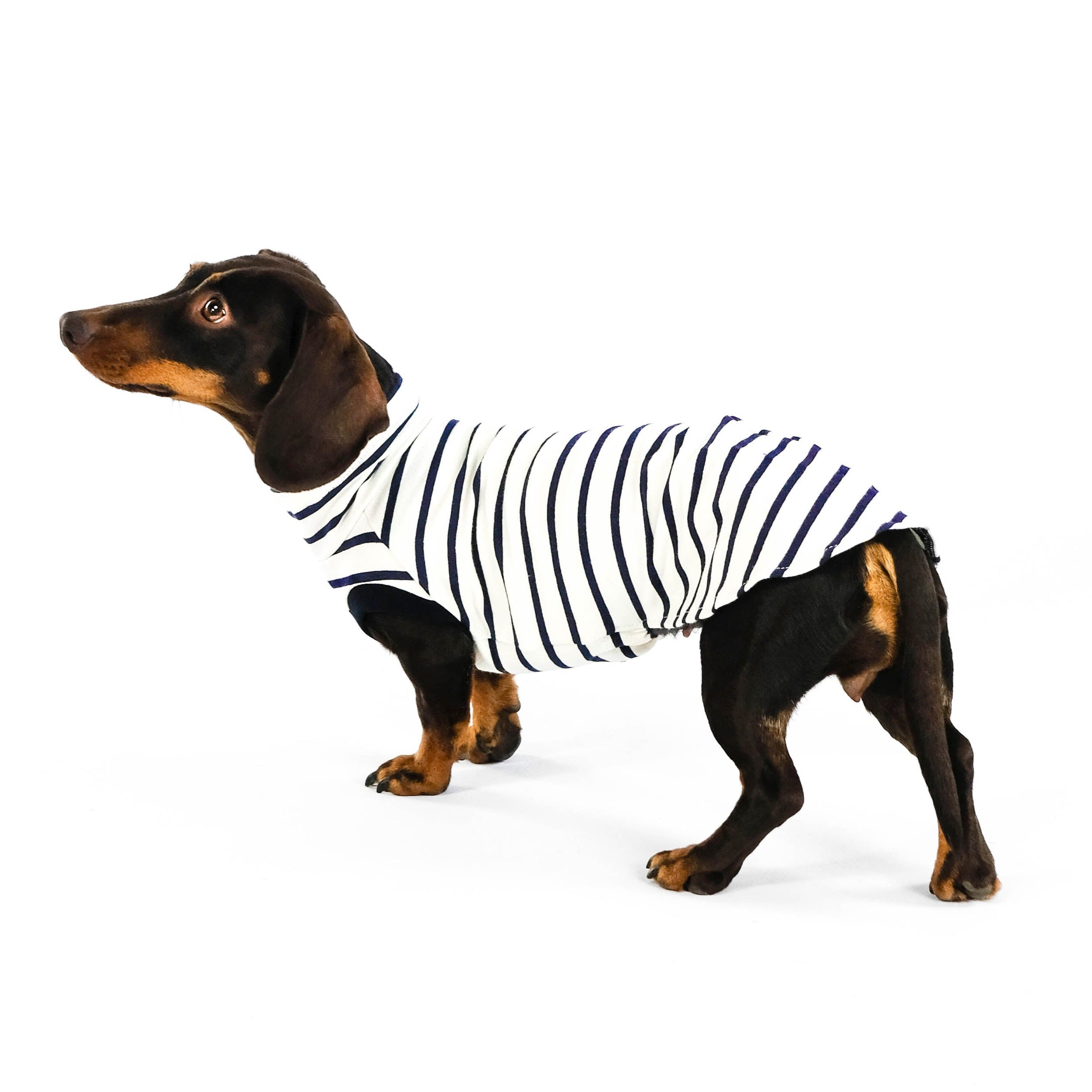 Baumwollshirt für Dackel mit Streifen Navy Weiß