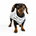Load image into Gallery viewer, leichtes Baumwollshirt für Dackel mit Streifeb
