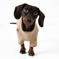 Load image into Gallery viewer, Dachshund Jumper
