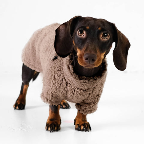Dackel Pullover