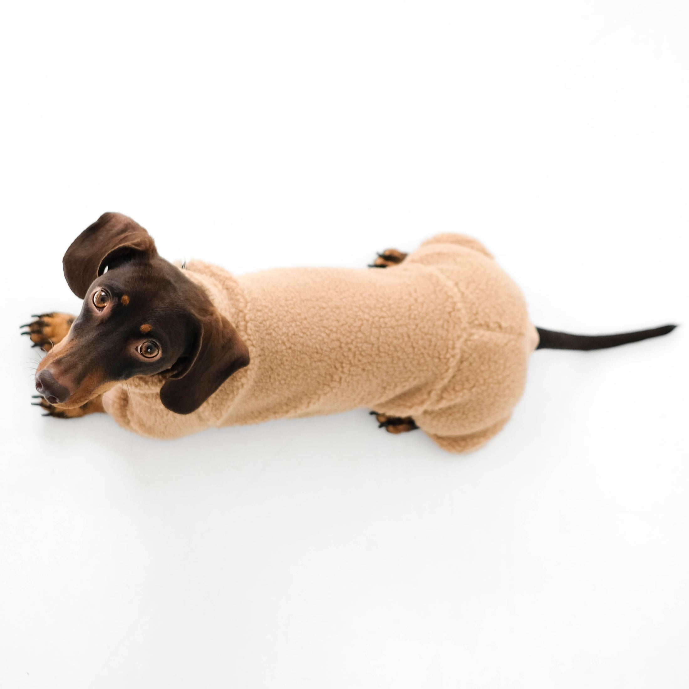 Dachshund Jumpsuit Teddy