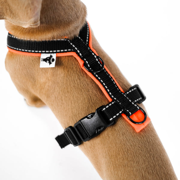 Dachshund Harness