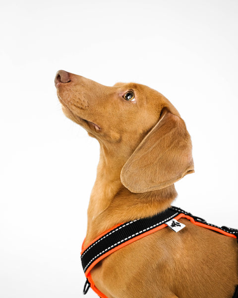 Dachshund Softshell Harness