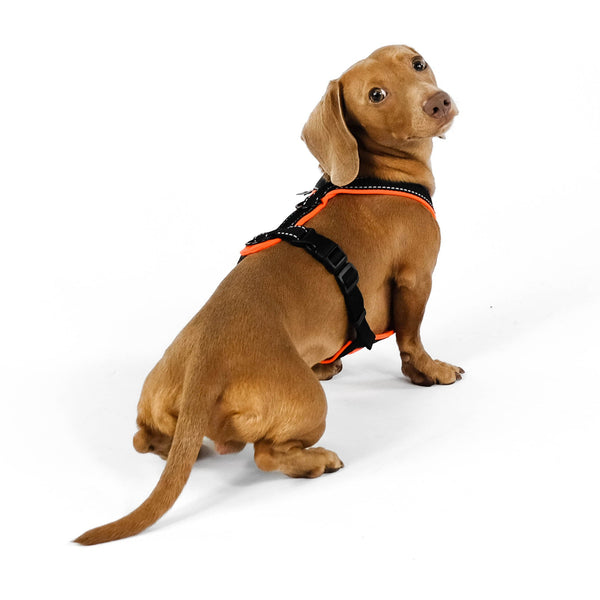 Dachshund Harness