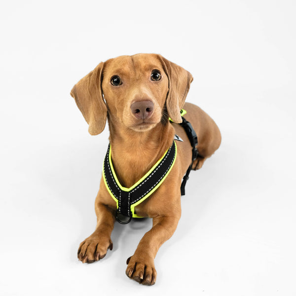 Dachshund Harness Neon Yellow