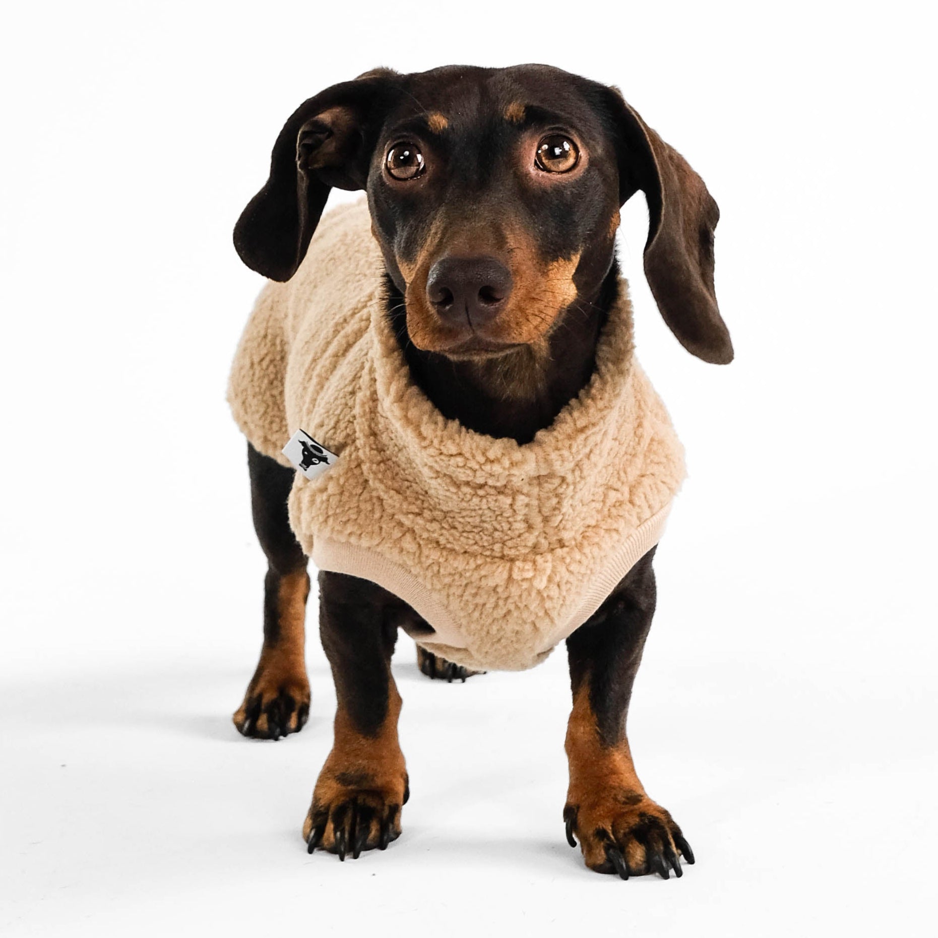 Dackel Teddy Shirt 2.0 in Camel