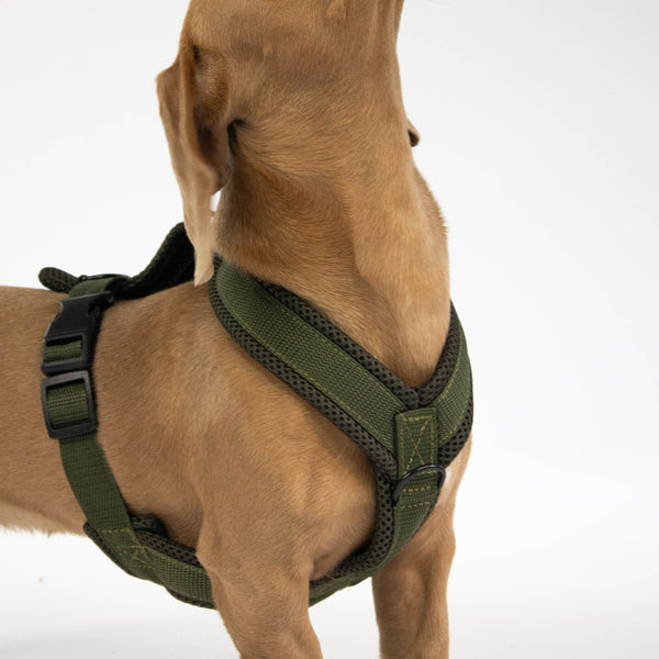 Dachshund Harness Green