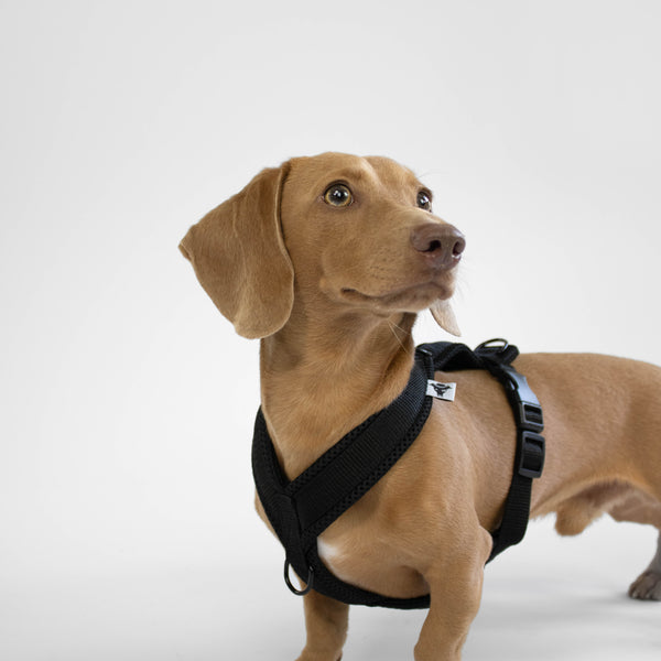 Y-GESCHIRR für Dachshund + City Leash Hundeleine Schwarz