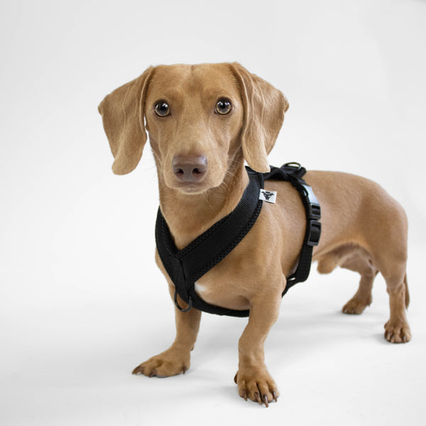 Miniature Dachshund Y-Harness