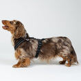 Load image into Gallery viewer, Dackel trägt perfekt sitzendes Karma Hund Geschirr – ergonomische Passform für langen Rücken.
