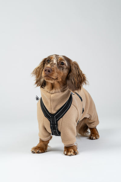 Zwergdackel trägt Hundegeschirr über einen Fleece Overall von Karma Hund.