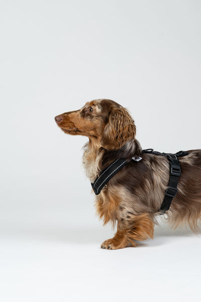 Zwergdackel im Karma Hund Dackelgeschirr – sicherer und bequemer Halt beim Spaziergang.