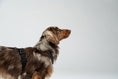 Load image into Gallery viewer, Dackel zeigt modern designtes Karma Hund Geschirr – funktional und modisch zugleich.
