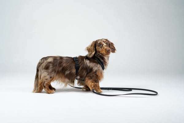 Dackel steht im gut sitzenden Karma Hund Geschirr – sicherer Halt für aktive Hunde.