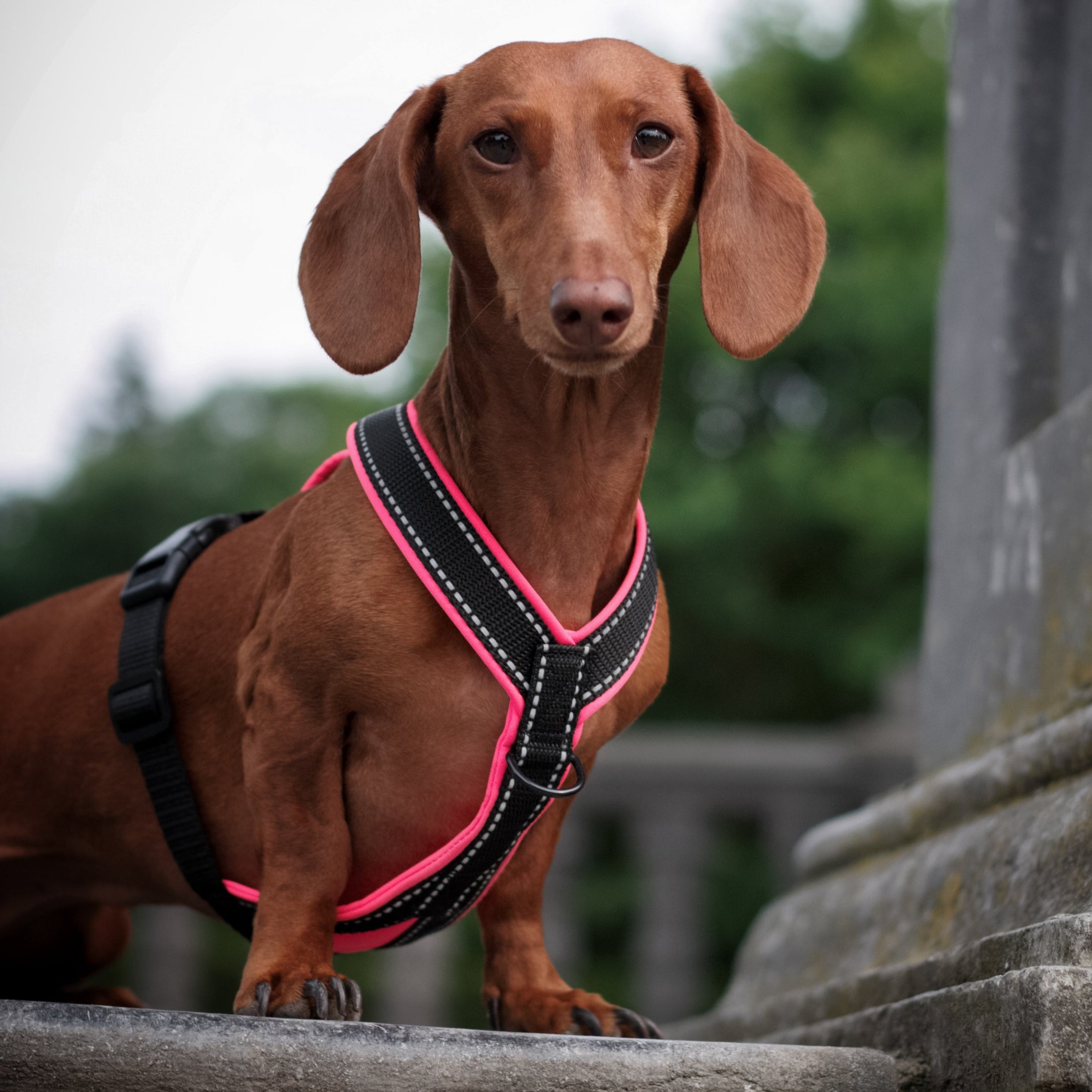 Anatomisch angepasstes Dackelgeschirr mit Sicherheitsreflektoren – Modell Neon Pink an einem Dackel