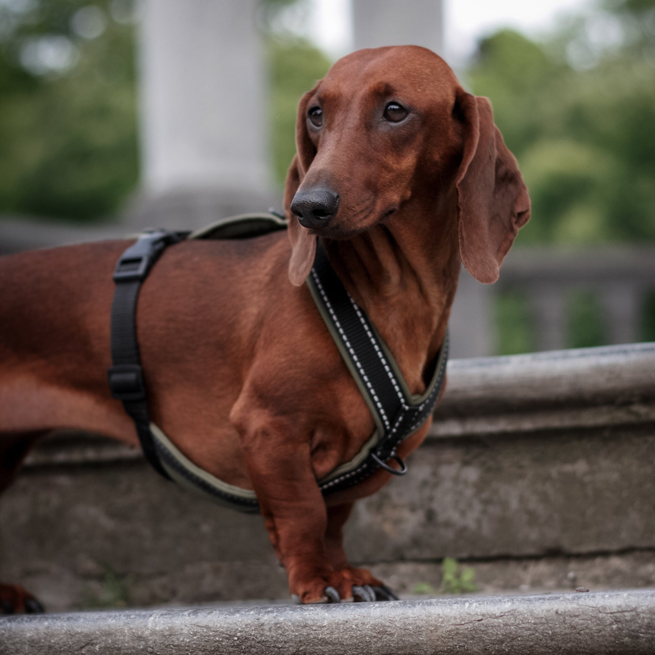 Detailansicht des Softshell-Geschirrs in Dunkeloliv – reflektierende Elemente und perfekte Passform für Dackel