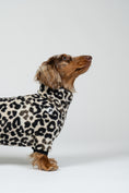 Load image into Gallery viewer, Zwergdackel steht stolz im Leoparden-Overall – perfekt sitzender Hundeeinteiler.
