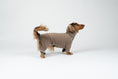 Load image into Gallery viewer, Zwergdackel posiert im Fleece-Overall in Walnut – gemütliche Passform für kalte Tage.
