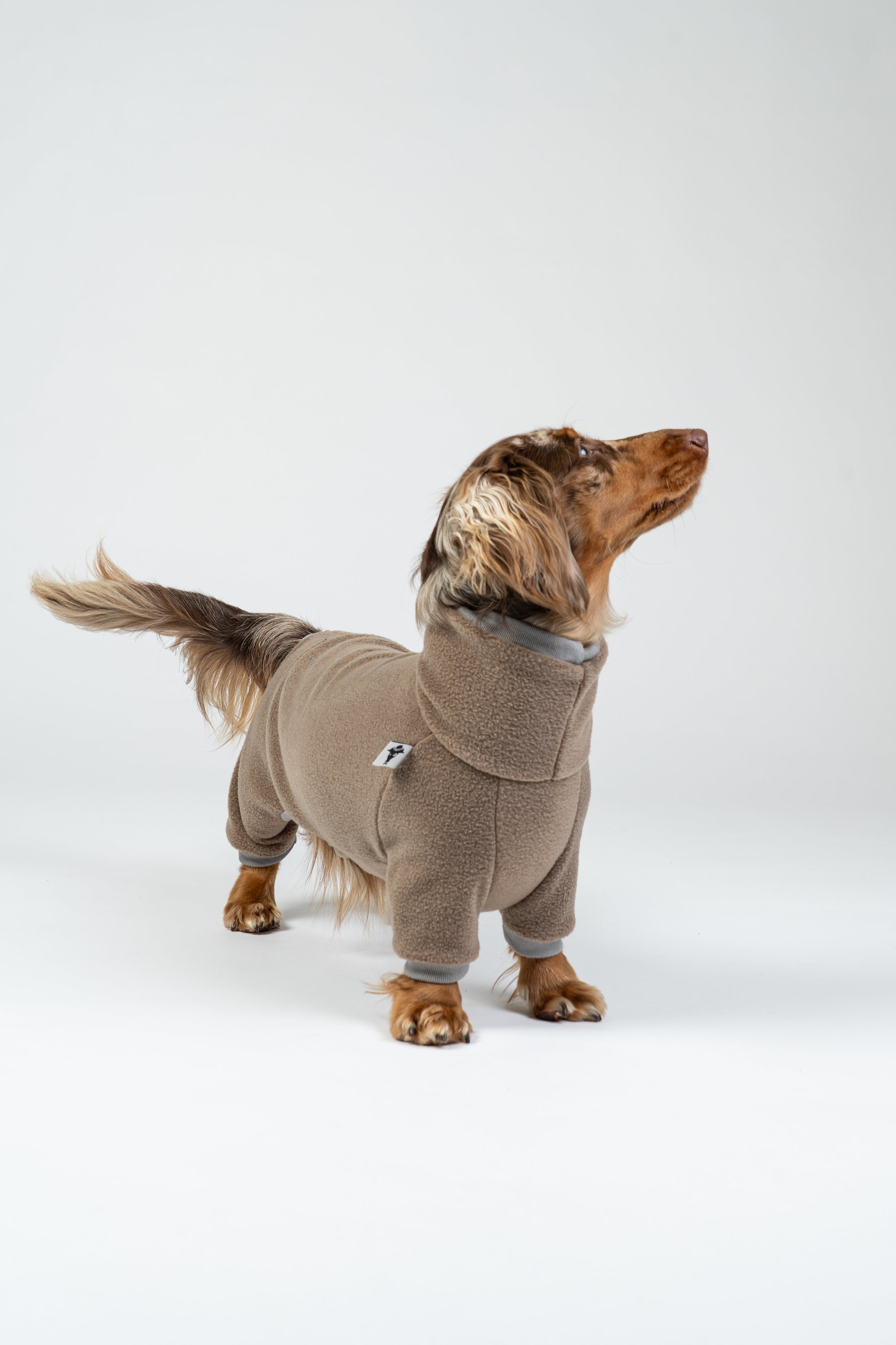 Langhaar-Dackel im walnutfarbenen Fleeceoverall – weicher Schutz vor Kälte.
