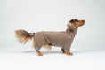 Load image into Gallery viewer, Dackel steht im Walnut-Fleece-Overall – anschmiegsamer, bequemer Hundeoverall.
