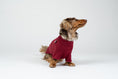 Load image into Gallery viewer, Fröhlicher Zwergdackel im weichen Fleece-Pullover in Bordeaux – ideal für Herbst und Winter.
